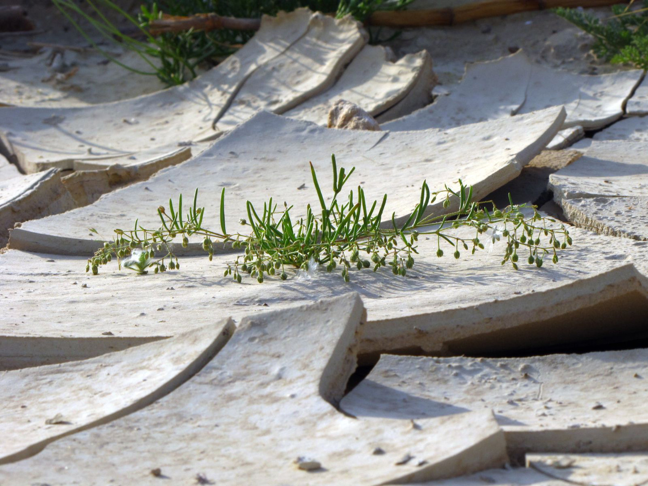 Image of Spergularia diandra specimen.