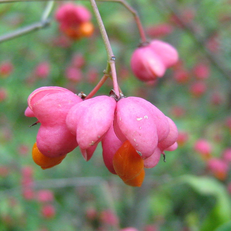 Изображение особи Euonymus europaeus.