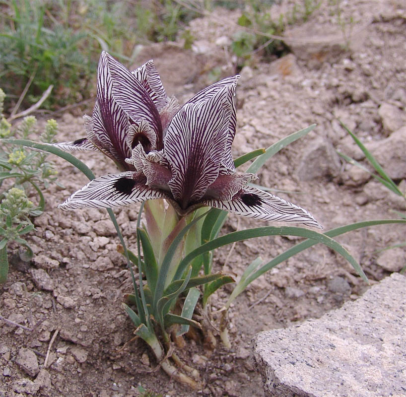 Изображение особи Iris helena.