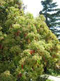 Photinia serratifolia. Зацветающее растение. Южный берег Крыма, Никитский ботанический сад. 27 апреля 2012 г.