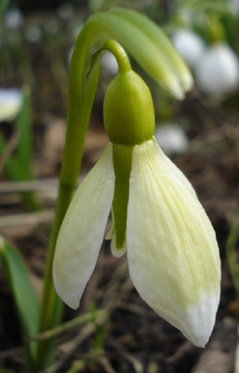Image of Galanthus graecus specimen.