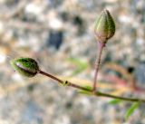 Spergularia media