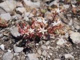 Sedum pallidum. Цветущее растение. Южный берег Крыма, подножие горы Кошка. 16 июня 2012 г.