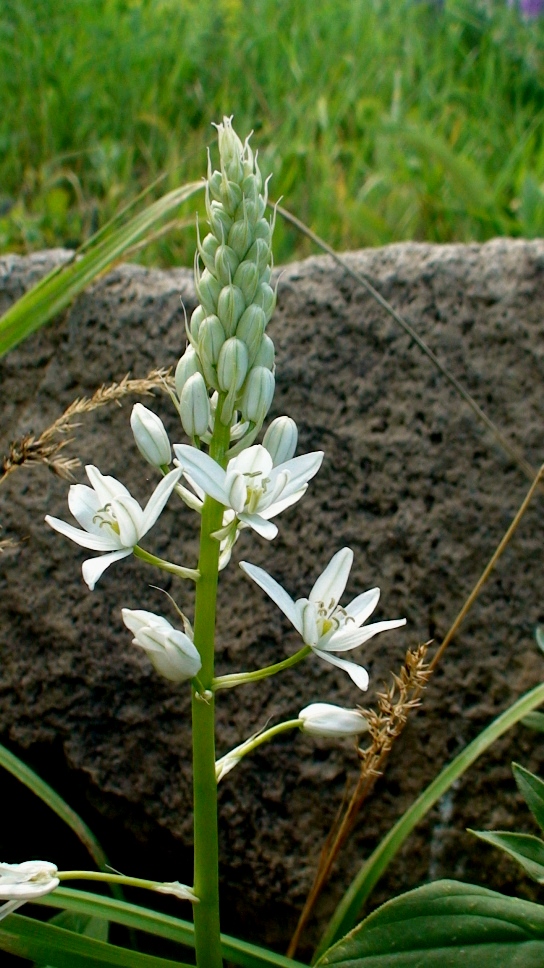 Изображение особи Ornithogalum hajastanum.