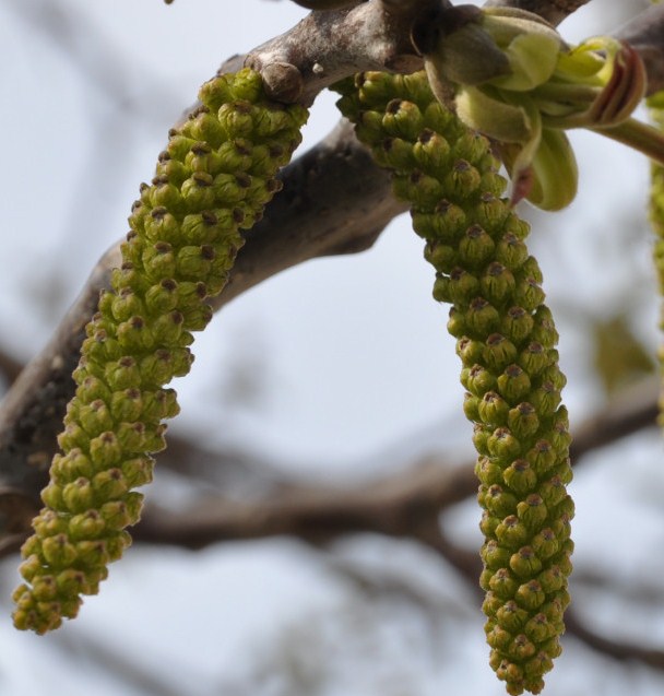 Изображение особи Juglans regia.