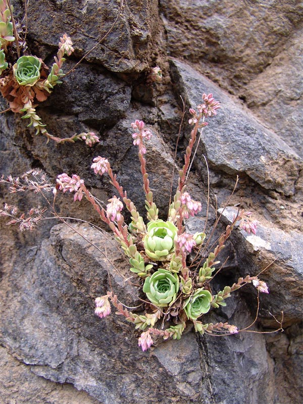 Изображение особи Rosularia sempervivum.