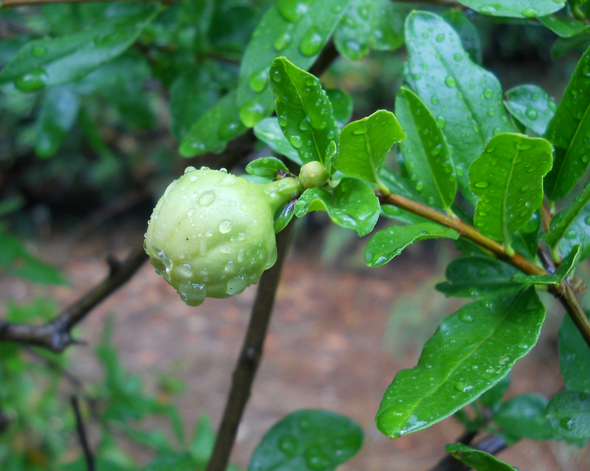 Image of Punica granatum specimen.