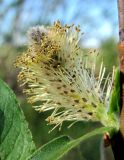 Salix myrsinifolia