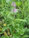 Stachys aspera