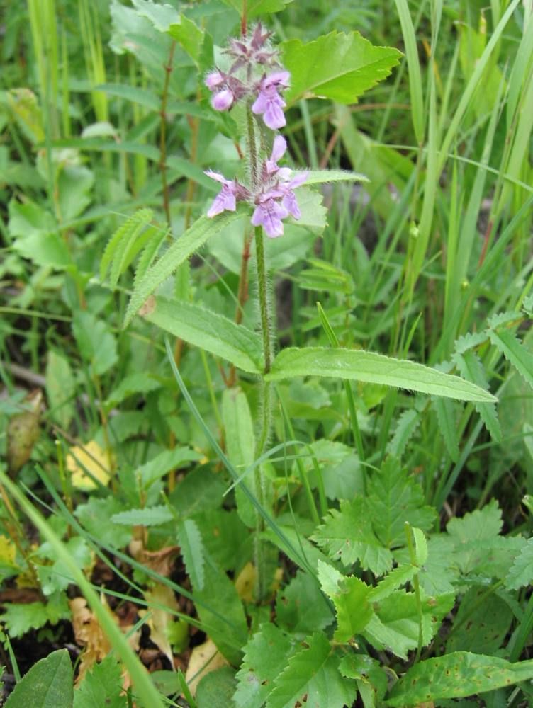 Image of Stachys aspera specimen.