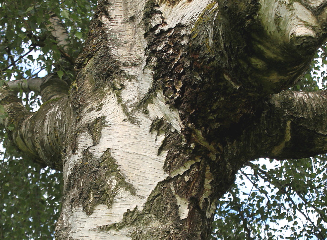 Image of Betula pendula specimen.