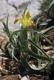 Juno orchioides