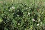 Astragalus hamosus