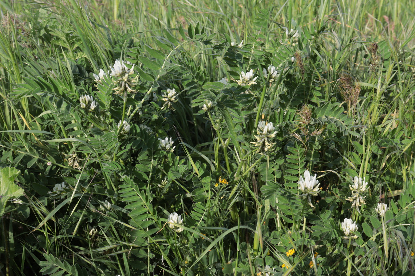 Image of Astragalus hamosus specimen.