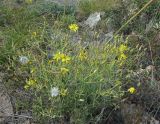 Youngia tenuifolia ssp. altaica