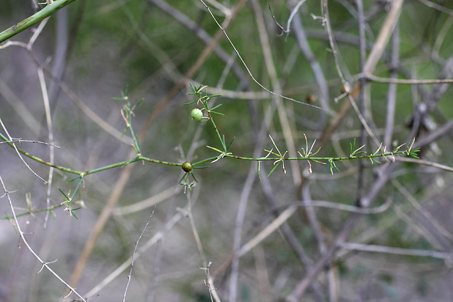 Image of genus Asparagus specimen.