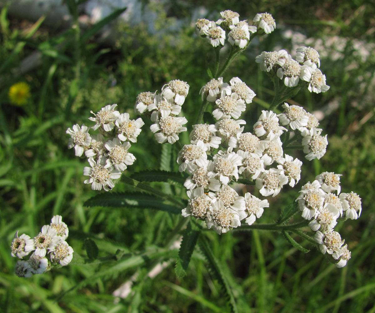 Image of Achillea alpina specimen.