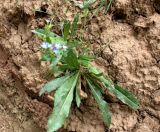 Anchusa azurea. Цветущее растение. Туркменистан, хр. Кугитанг. Июнь 2012 г.