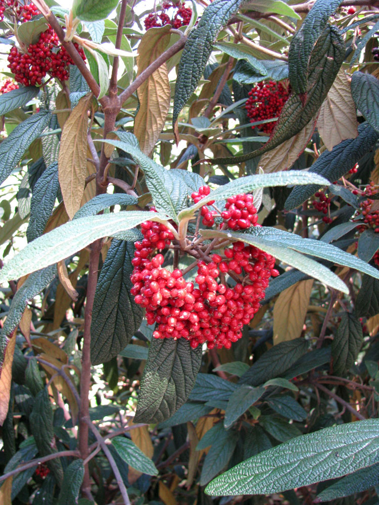 Image of Viburnum rhytidophyllum specimen.