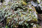 Polypodium vulgare. Растения на замшелой скале. Карелия, Ладожское озеро, о. Валаам. 12.05.2012.