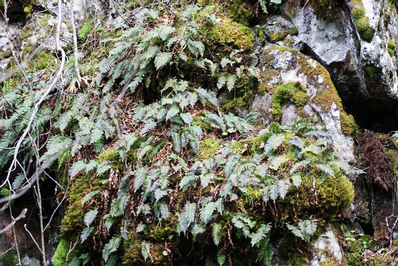 Изображение особи Polypodium vulgare.