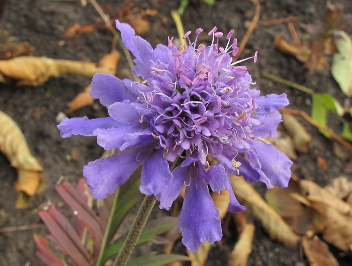 Изображение особи Scabiosa lachnophylla.