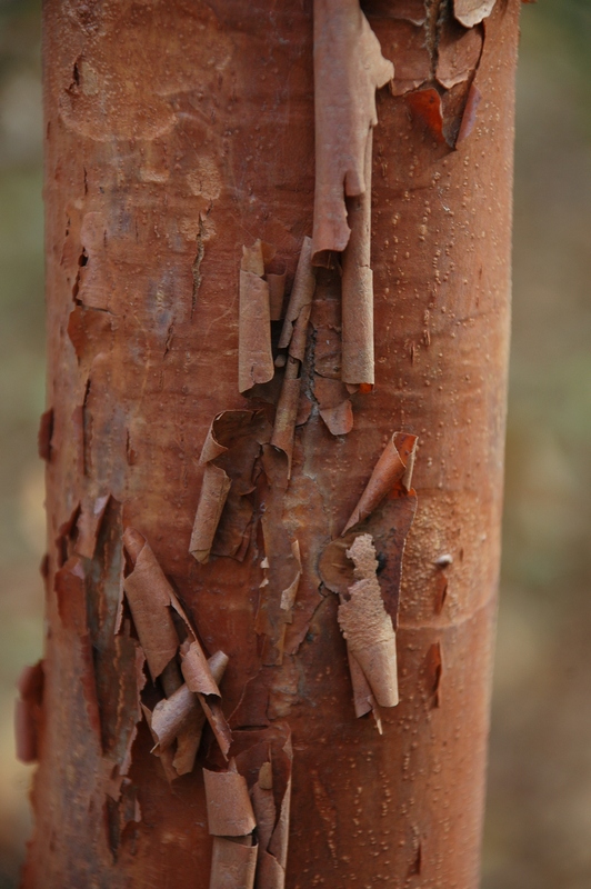 Image of Acer griseum specimen.