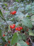 Solanum zelenetzkii. Верхушка побега с плодами и листьями. Южный берег Крыма, г. Ялта. 4 ноября 2012 г.