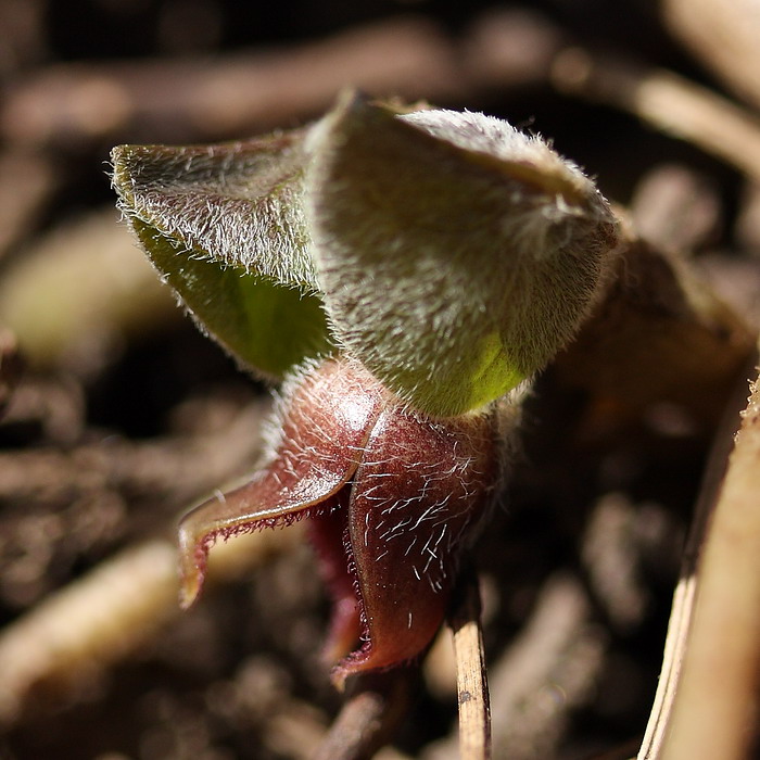 Изображение особи Asarum europaeum.