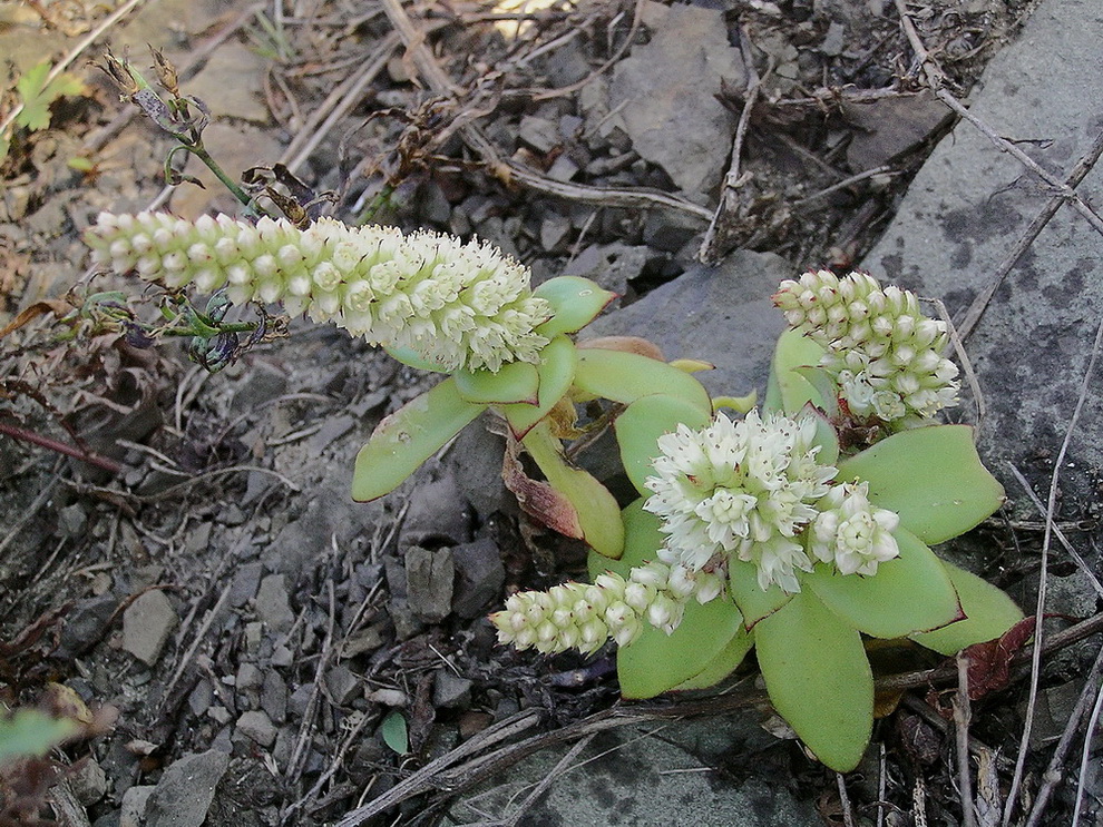 Изображение особи Orostachys malacophylla.