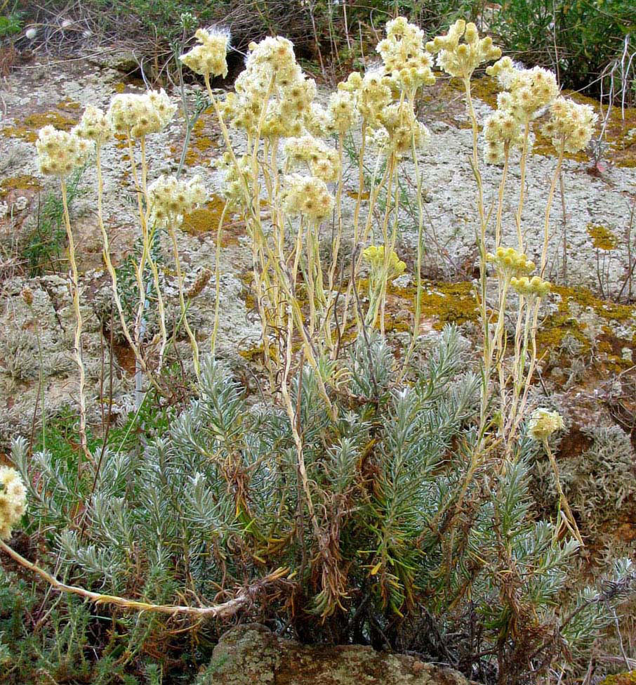 Изображение особи Helichrysum stoechas.