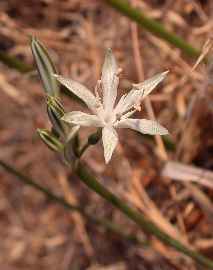 Изображение особи Vagaria parviflora.