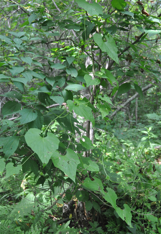 Изображение особи Schizopepon bryoniifolius.