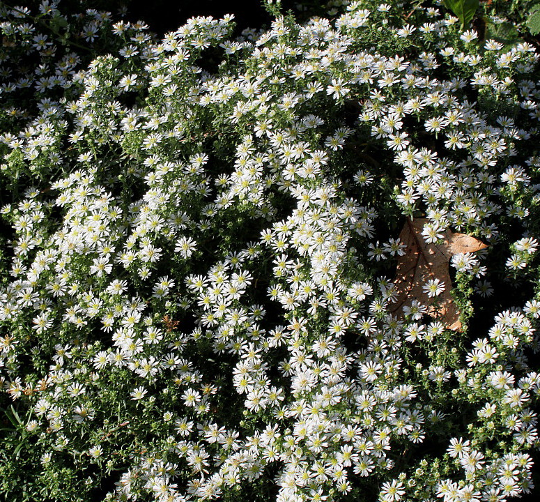 Image of Symphyotrichum ericoides specimen.