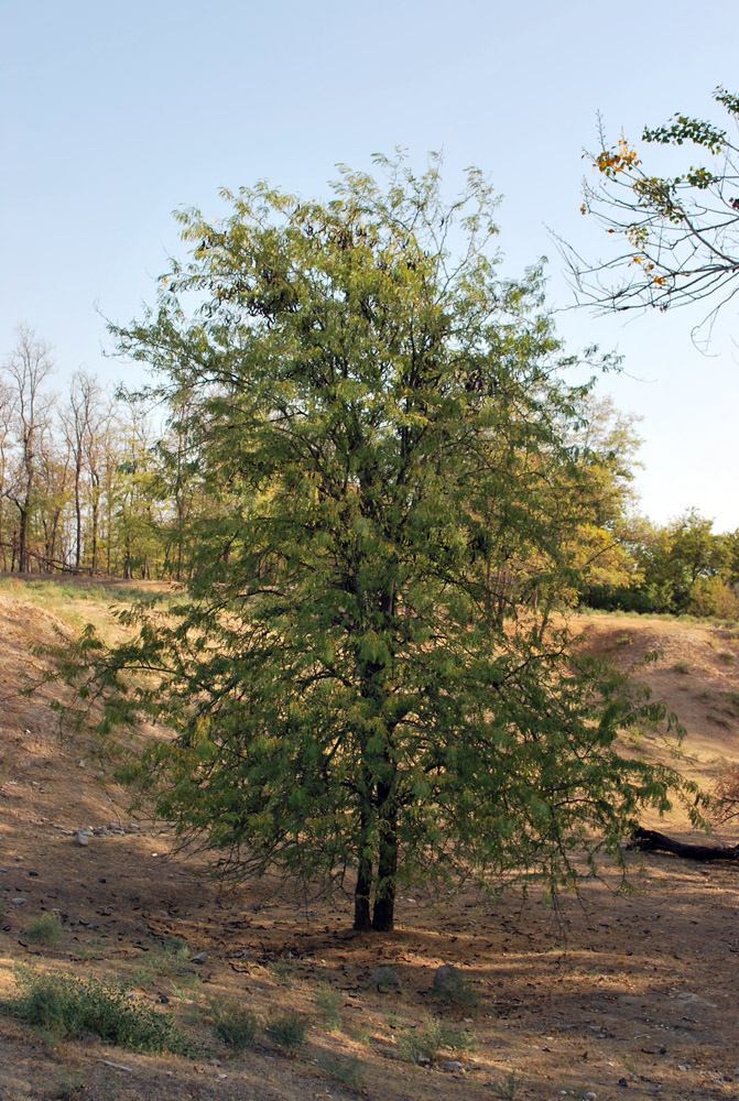 Image of Gleditsia triacanthos specimen.