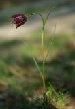 Fritillaria meleagroides