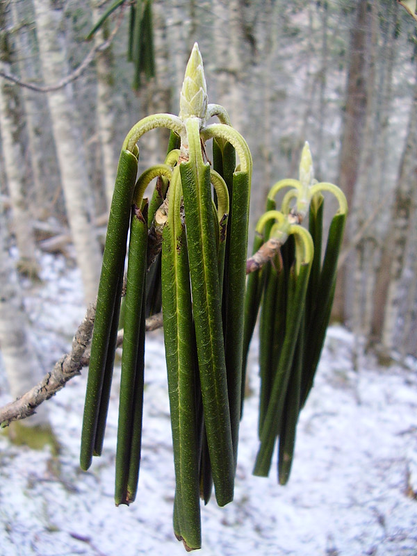 Image of Rhododendron fauriei specimen.