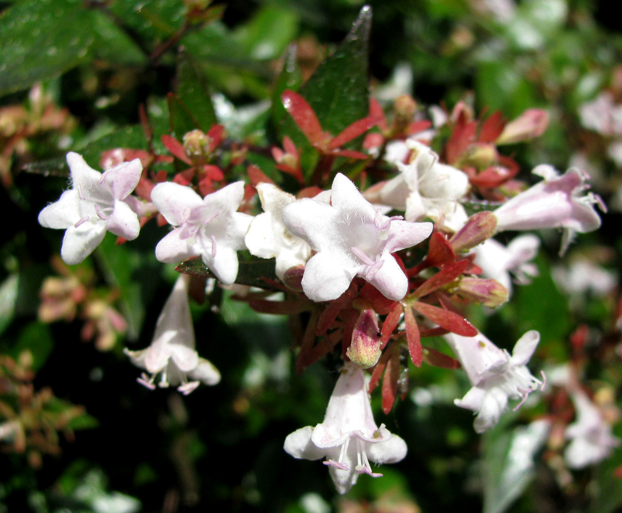 Изображение особи Abelia &times; grandiflora.