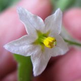 Solanum villosum. Цветок. Израиль, г. Беэр-Шева, сорняк в живой изгороди. 26.01.2013.