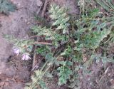 Erodium moschatum