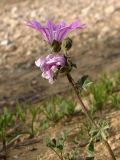 Malva sylvestris