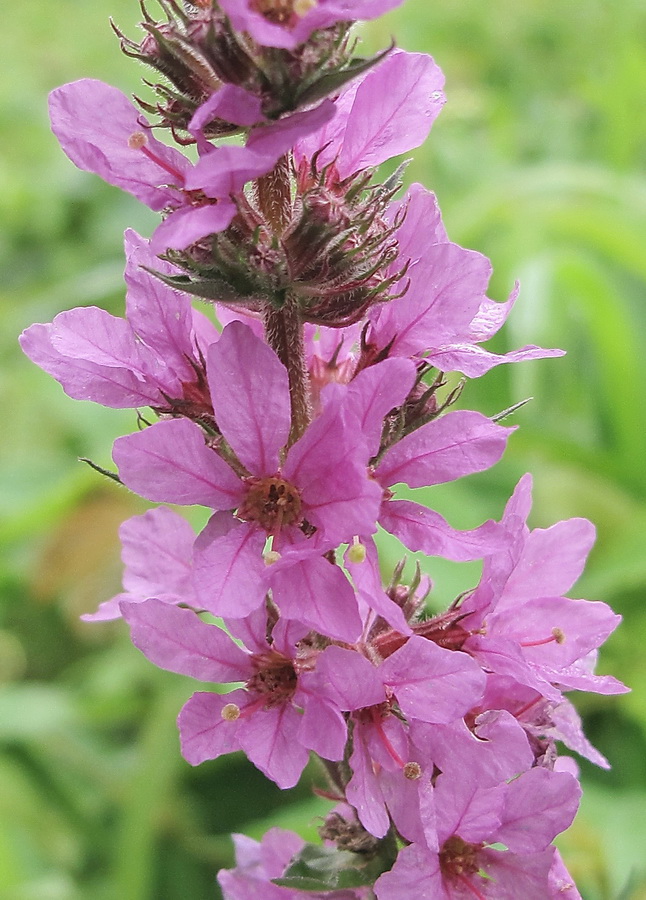 Изображение особи Lythrum salicaria.