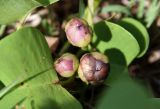 Ipomoea pes-caprae