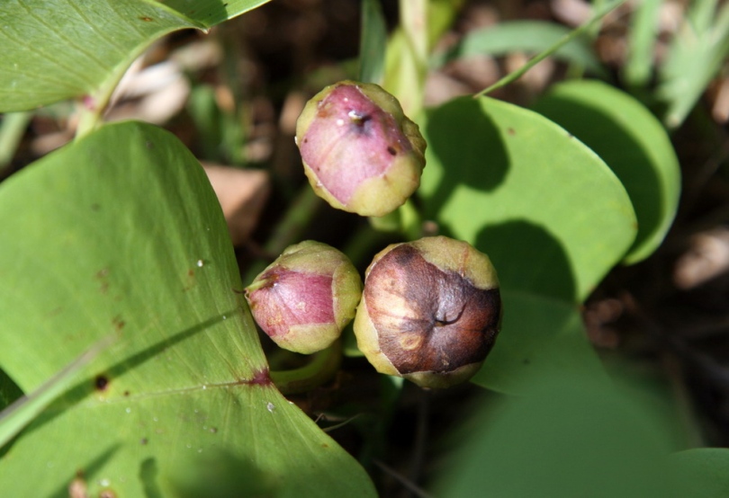 Изображение особи Ipomoea pes-caprae.