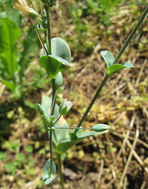 Image of Cerastium perfoliatum specimen.