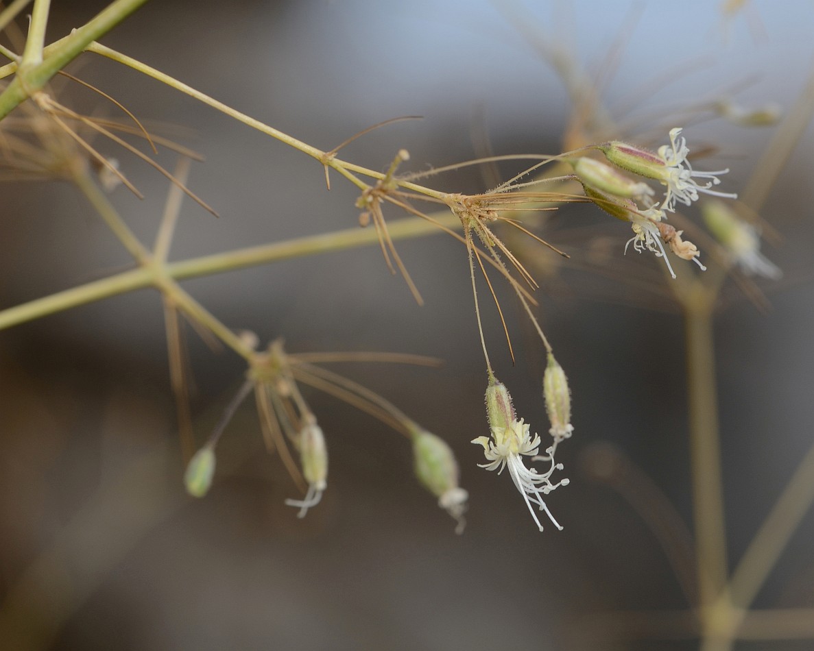 Изображение особи Ankyropetalum gypsophiloides.