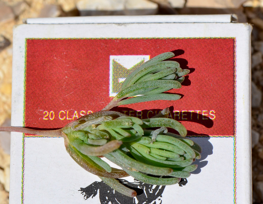 Image of Mesembryanthemum nodiflorum specimen.