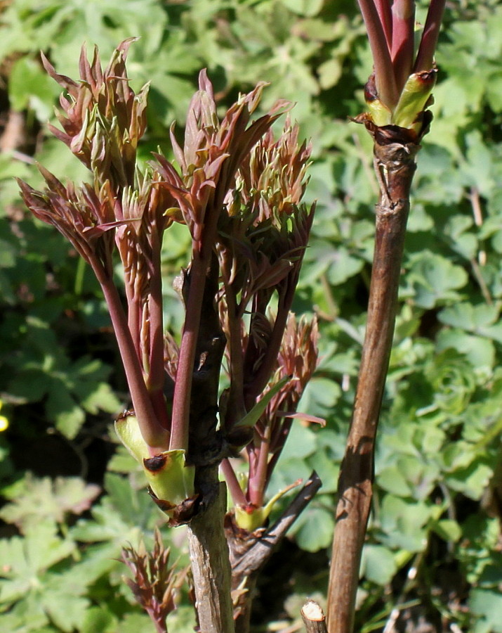 Изображение особи Paeonia delavayi.