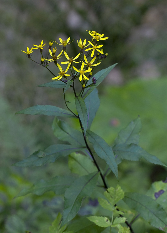 Изображение особи Senecio propinquus.