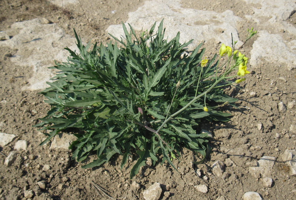 Image of Diplotaxis tenuifolia specimen.